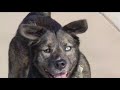 Pet for adoption: Meet Oreo