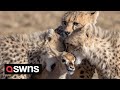 Cheetah cubs play with a gazelle  before a baboon steals it  swns