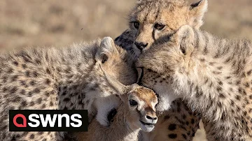 Cheetah cubs play with a gazelle - before a BABOON steals it | SWNS