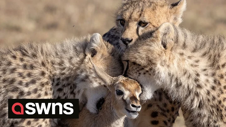 Cheetah cubs play with a gazelle - before a BABOON steals it | SWNS - DayDayNews