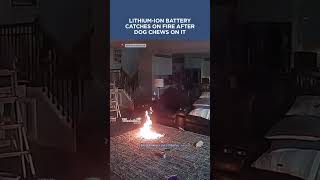 A lithium-ion battery caught on fire after a dog chewed on it #fire #lithiumbattery #dog