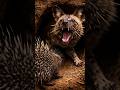 Wild Dog Learns a Painful Lesson Attacking a Porcupine | Brutal Wildlife Moment
