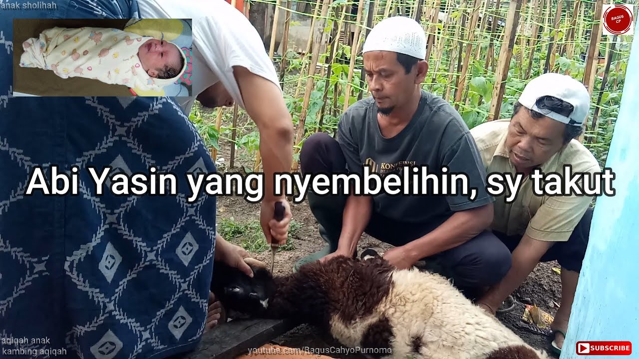 PROSES PEMOTONGAN KAMBING AQIQAH, Memotong Kambing Aqiqah Sampai