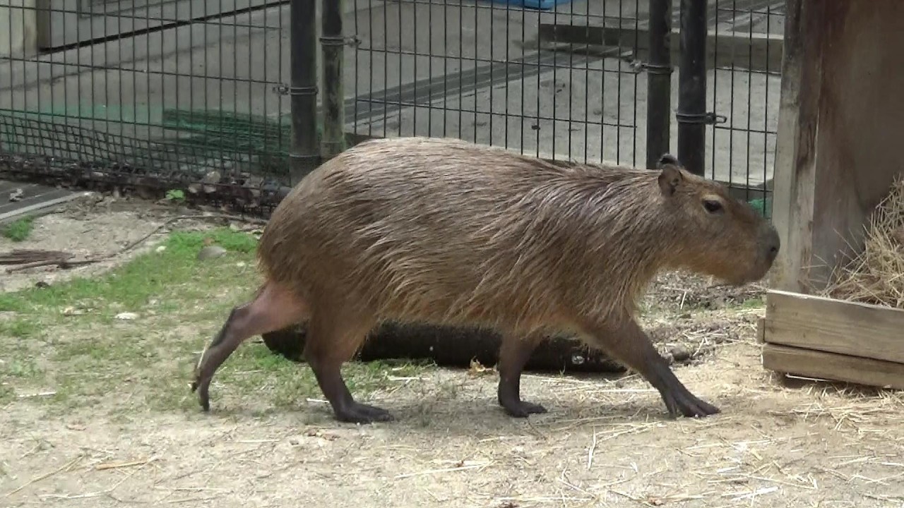 カピバラ可愛い❤ Cute capybara #606 【Cute animal videos】 - YouTube