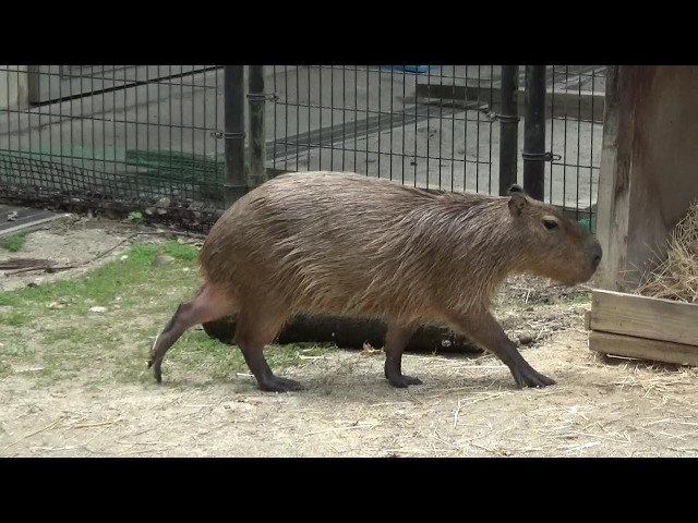 カピバラ子 カピバラ可愛い❤ Cute capybara #606 【Cute animal videos】 - YouTube