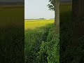 village seen #short #shorts #youtubeshorts #viral #trendingshorts #nyc