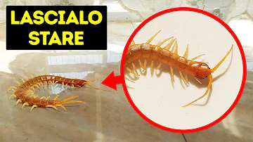 Quanti tipi di millepiedi esistono?