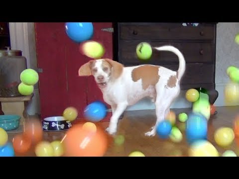 Dog Surprised with 100 Balls for Birthday: Cute Dog Maymo
