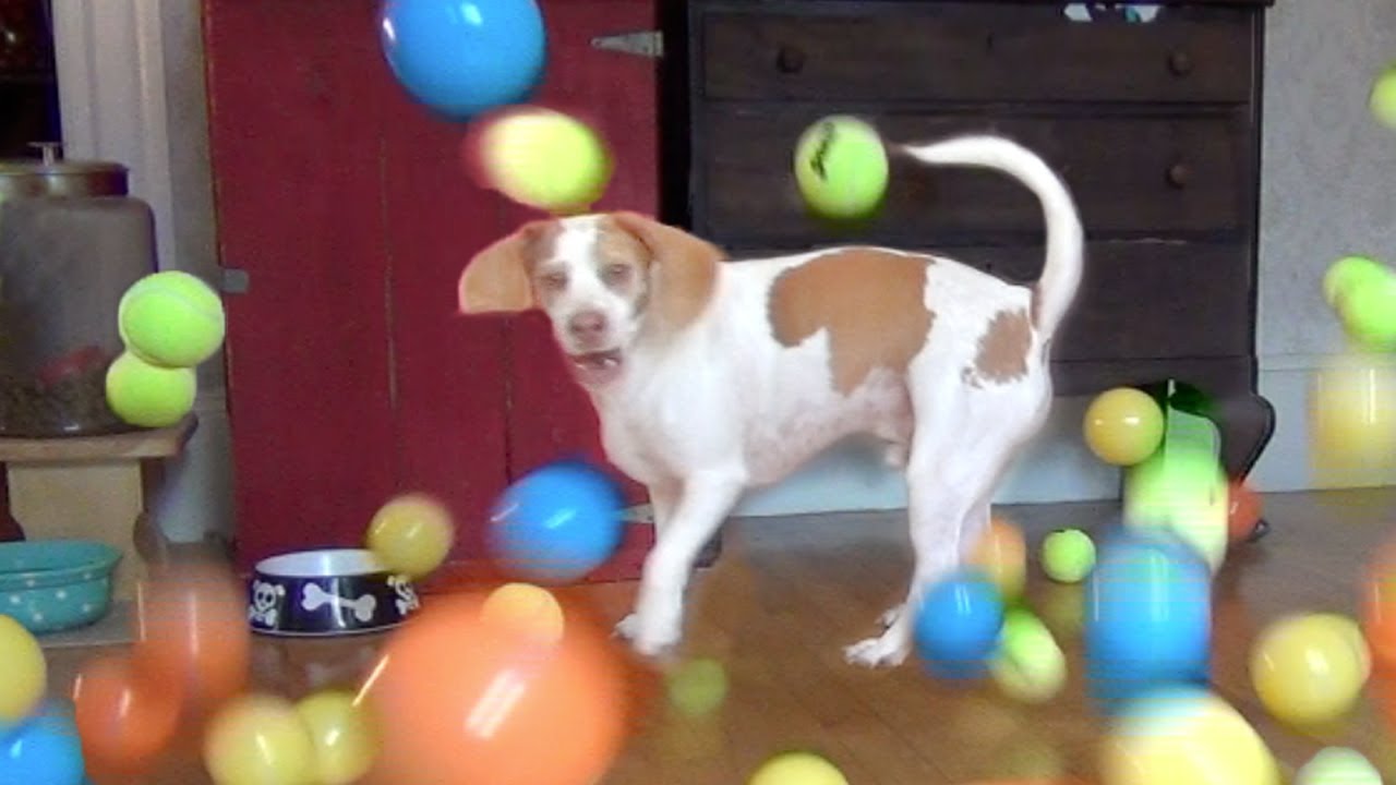 Dog Surprised with 100 Balls for Birthday: Cute Dog Maymo