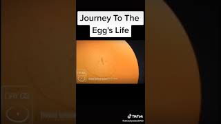 Chick Embryo Development In 21 Days