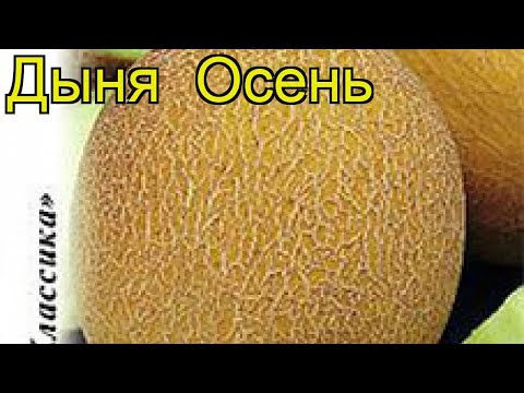 Дыня Осень (Дыня). Краткий обзор: Дыня Осень описание характеристик, где купить семена cucumis melo