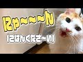 ご飯が欲しすぎて鳴きまくる猫