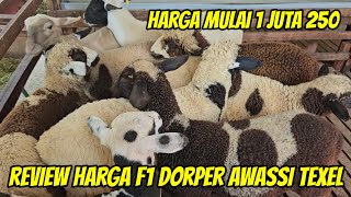 Review Harga Domba Dorper F1, Awassi F1, Merino, Texel mulai 1 Juta 250 di Kurawa farm kediri