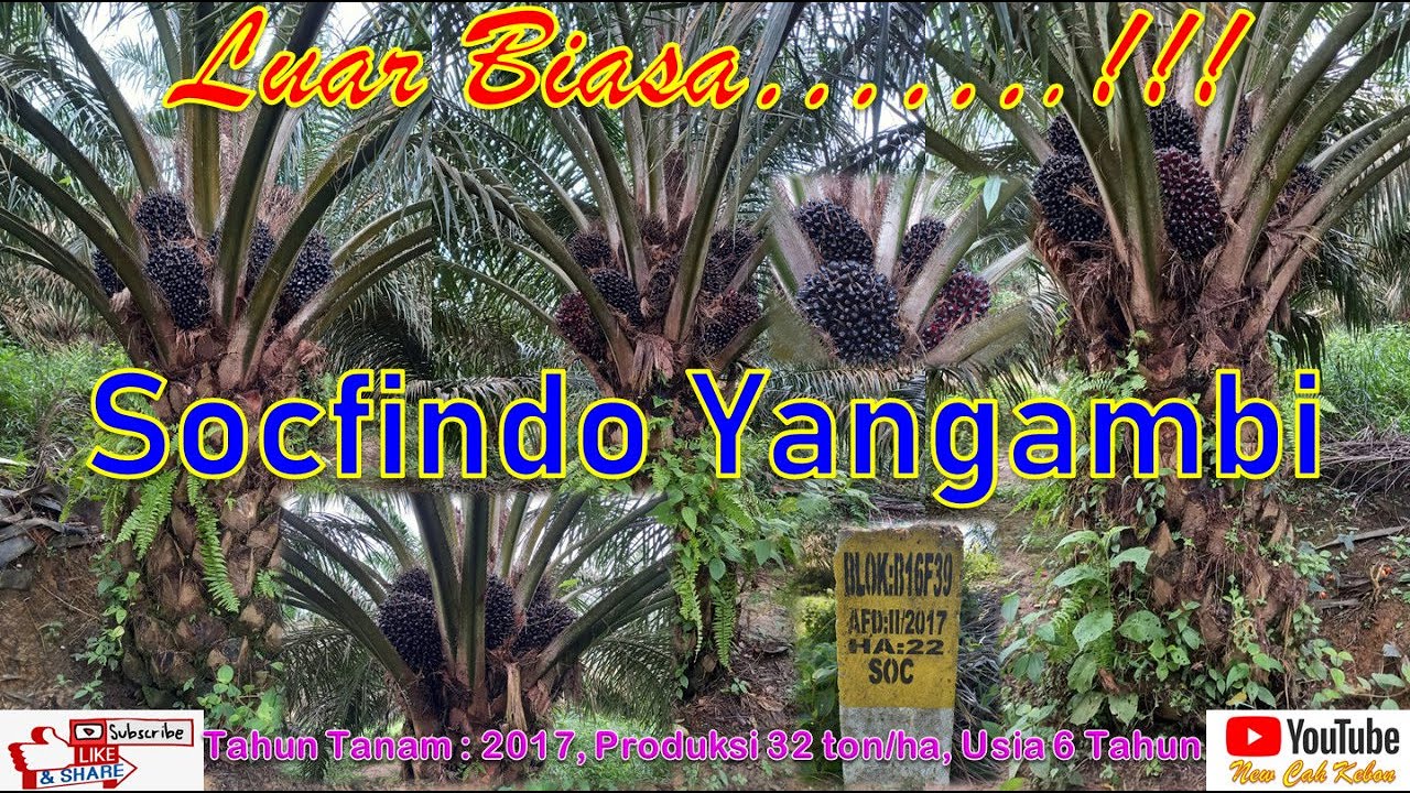 Melihat Lebih Dekat Keunggulan Kelapa Sawit Varietas SOCFINDO YANGAMBI