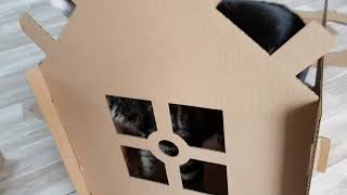 Action Maison Pour Chat Ou Les Enfants Action Maison Pour Chat Ou Les Enfants