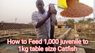 How to Feed 1,000 Juvenile to 1kg table size Catfish