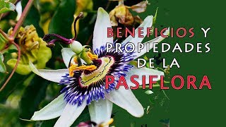 Beneficios y Propiedades de la Pasiflora (Flor de la Pasión) - Usos Medicinales by Prevención es Salud 672 views 5 years ago 2 minutes, 52 seconds