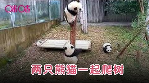 两只熊猫一起爬树，接下来大家忍住不要笑，网友：差距太大了！Two pandas climb the tree together.