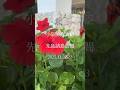 【小泉防衛大臣 出張動画🎬】