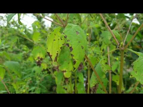 Video Cây hy thiêm tên khác cỏ đĩ, cây chó đẻ hoa vàng - youtube