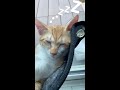 ピクピクしながら寝る猫 Cat is twitching in his sleep 【Shorts】 #cat #catlover #shorts