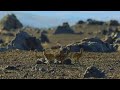 Life On Our Planet &amp; The Dinosaurs [2023 - 2026] - Hellcreekornis Screen Time
