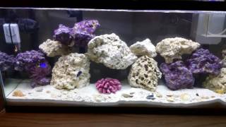 Easy 55 gallon saltwater tank setup by The Beast 29,199 views 7 years ago 3 minutes, 22 seconds