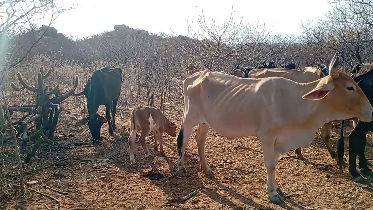 Mas uma vez no queima  de sodoro pra alimentar os animais 