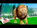 Massive LION ESCAPES Zoo Enclosure and Causes Chaos in Planet Zoo!