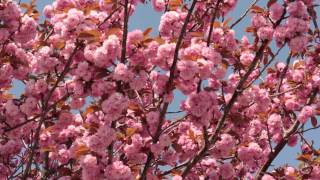 八重桜 - Yaezakura Flower