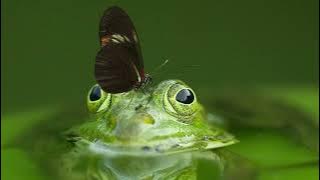 Frog Ribbit Sounds | 1 Hour