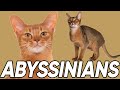 4 Fantastic Facts About Abyssinians の動画、YouTube動画。