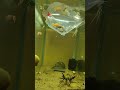 Adding mollies to my aquarium 🐟🐠 #aquarium #aquascapegallery #fishtank #trending #fishkeepinghobby