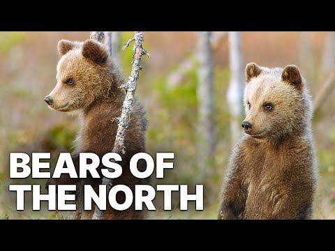 Bears Of The North | Nature Documentary