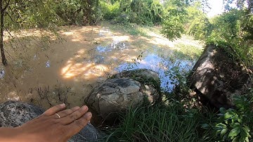 CÂU  CÁ SUỐI MÙA NƯỚC LŨ PHẦN 1