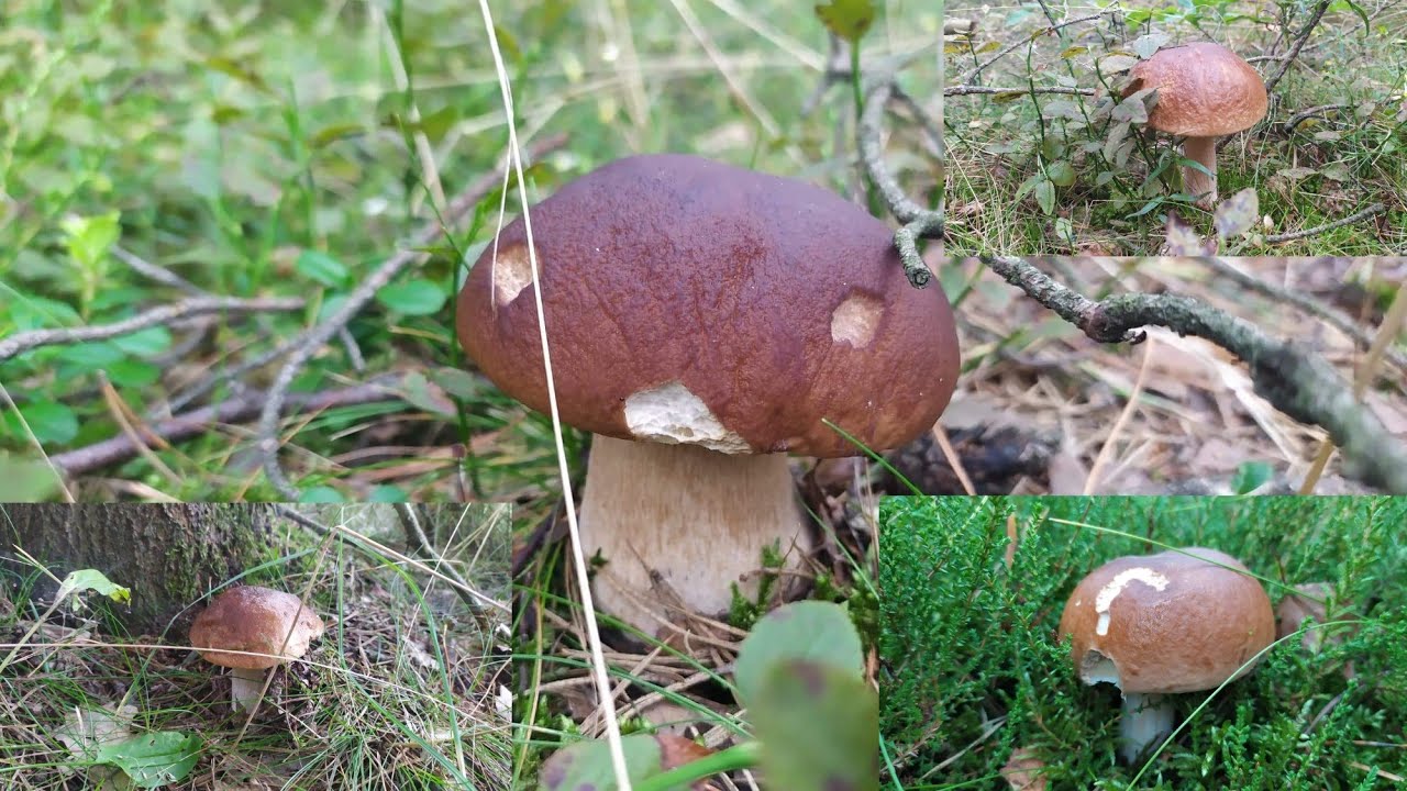 Podsumowanie sezonu grzybowego 2021 roku!