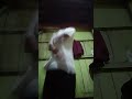 buat sendiri + ganti lagu karena udin lagi main sama temen-temen yang lain