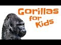 Gorillas: The Largest Apes