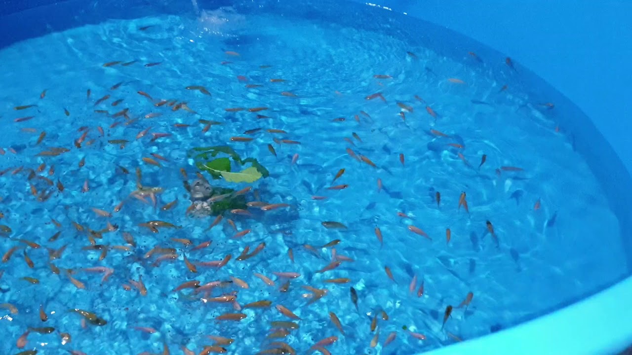 RAS system project plan 1 - YouTube