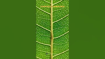 Macro Photography | Adcom AD-75MM Professional HD 15x Macro Lens