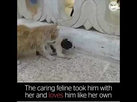 Cat hears a puppy crying so adopts it as her own