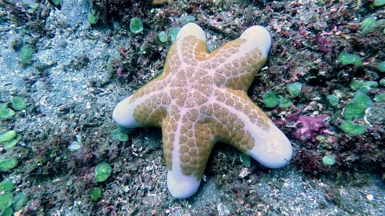 Negros aux Philippines - Les Plongées à Apo Island