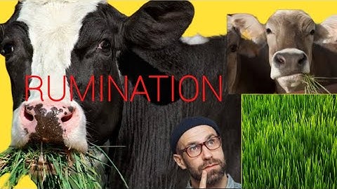 "Rumination Explained: How Cows and Other Ruminants Digest Food"