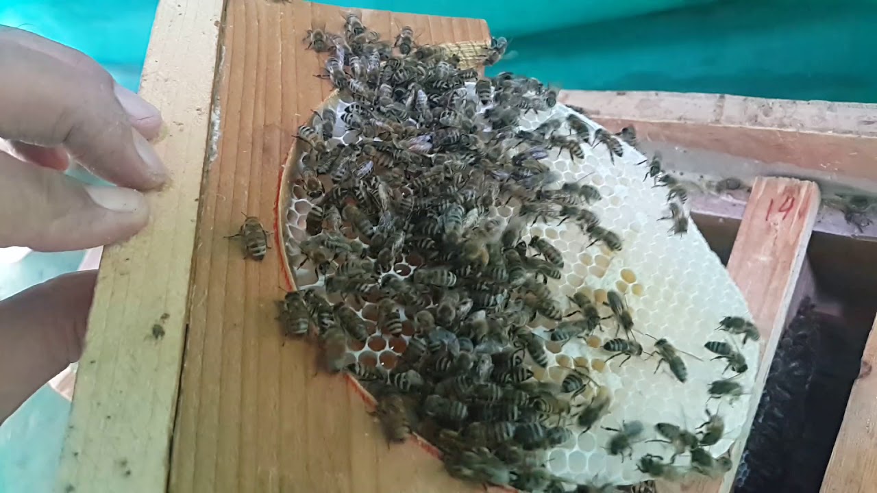 خلية النحل البلدي بعد تنزيل طرد النحل المرزوم