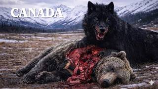 WILD CANADA  | Frozen Wilderness Ruled by Nature’s Greatest Beasts | Nature Animal Documentary