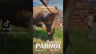 Vendo Vaca Parhol ✅️  PARTO 3 ! Próxima 6 meses de ANTONIONE gyr lechero