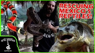RESCUING REPTILES IN MEXICO! (Toolok Kaa'n Reptile Rescue)
