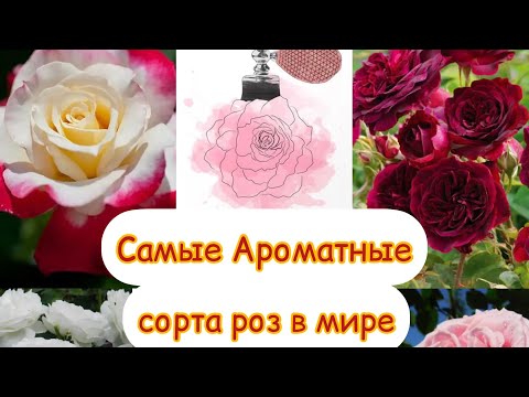 Видео: Чайные розы пахнут?
