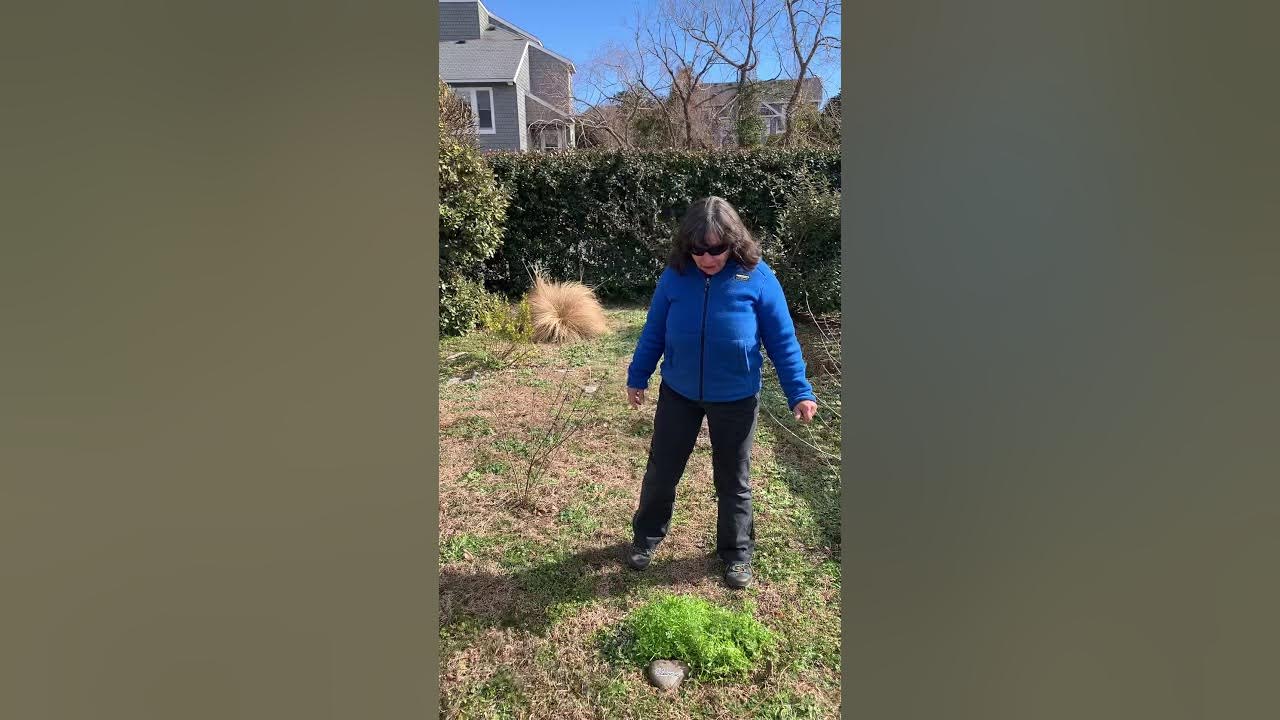 Harvesting Cleavers on the Outer Banks of North Carolina Foraging