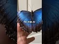 세계에서 가장 신비한 곤충 TOP 3 #쇼츠,#shorts,#인기,#지식,#순위,#랭킹,#흥미로운,#재미,#곤충